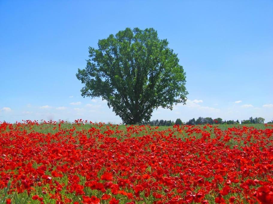 Inselidylle Villa Kunterbunt Fehmarn Exteriér fotografie