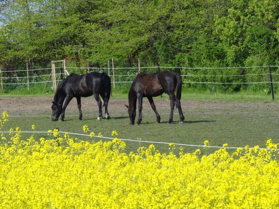 Inselidylle Villa Kunterbunt Fehmarn Exteriér fotografie